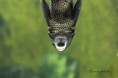/album/zoo/img-2514-masolata-masolata-jpg/